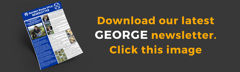 Newsletter Graphic George