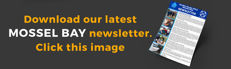 Newsletter Graphic Mossel Bay