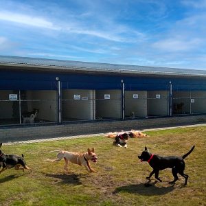 Kennel Block