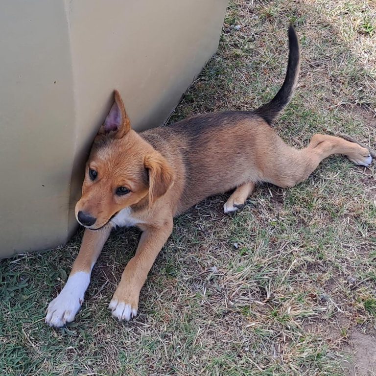 3 month female X breed, Snip