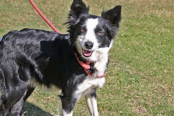 Our Campaigns Collie